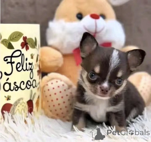 Foto №2 zu Ankündigung № 176016 zu verkaufen chihuahua - einkaufen USA züchter
