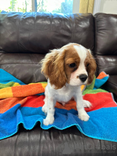 Foto №1. cavalier king charles spaniel - zum Verkauf in der Stadt London | 250€ | Ankündigung № 107360