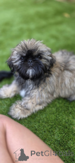 Foto №3. Der Koop des Shih Tzu-Welpen. Belgien