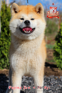 Foto №3. Weiblicher Akita Inu. Ukraine