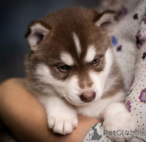 Foto №1. siberian husky - zum Verkauf in der Stadt Hamilton | 400€ | Ankündigung № 99743