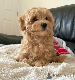 Foto №2 zu Ankündigung № 133173 zu verkaufen maltipu - einkaufen Deutschland quotient 	ankündigung