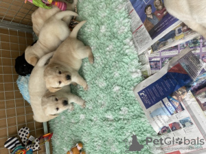 Foto №1. labrador retriever - zum Verkauf in der Stadt Peterborough | 450€ | Ankündigung № 75573