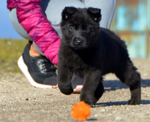 Foto №1. deutscher schäferhund - zum Verkauf in der Stadt Mariupol | 415€ | Ankündigung № 4605