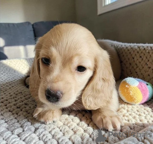 Foto №1.  - zum Verkauf in der Stadt Alabama | 339€ | Ankündigung № 166518