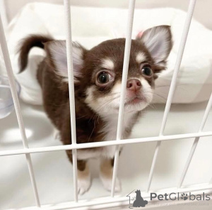 Foto №1. chihuahua - zum Verkauf in der Stadt Helsinki | verhandelt | Ankündigung № 165004