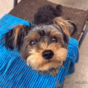 Foto №4. Ich werde verkaufen yorkshire terrier in der Stadt London Borough of Camden. quotient 	ankündigung - preis - 650€