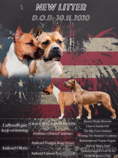 Foto №1. amerikanischer staffordshire terrier - zum Verkauf in der Stadt Sotschi | 326€ | Ankündigung № 8500