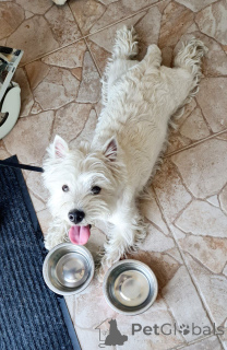 Foto №4. Ich werde verkaufen west highland white terrier in der Stadt Edinburgh. züchter - preis - 744€