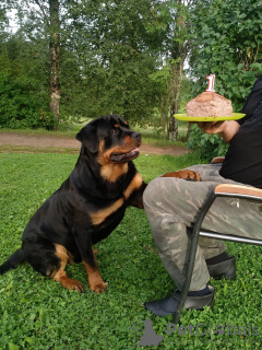 Zusätzliche Fotos: Rottweiler-Welpen möchten ihre neuen Besitzer kennenlernen