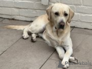 Foto №4. Ich werde verkaufen labrador retriever in der Stadt Austin. züchter - preis - 473€