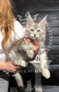 Foto №2 zu Ankündigung № 140842 zu verkaufen maine-coon-katze - einkaufen USA vom kindergarten