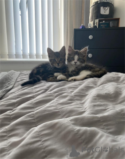 Foto №1. american bobtail - zum Verkauf in der Stadt Aarbergen | 350€ | Ankündigung № 151620