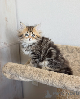Foto №2 zu Ankündigung № 177866 zu verkaufen sibirische katze - einkaufen Deutschland züchter