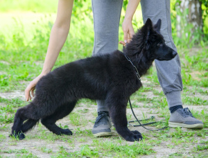 Foto №1. deutscher schäferhund - zum Verkauf in der Stadt Samara | Frei | Ankündigung № 2644