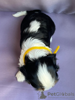 Foto №2 zu Ankündigung № 112628 zu verkaufen cavalier king charles spaniel - einkaufen Polen züchter