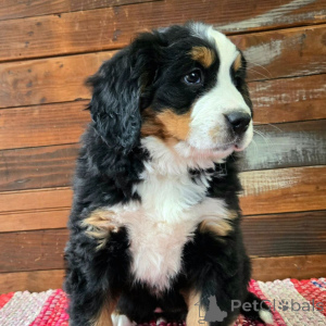 Foto №1. berner sennenhund - zum Verkauf in der Stadt Köln | 700€ | Ankündigung № 134931