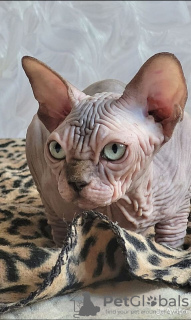 Foto №2 zu Ankündigung № 115366 zu verkaufen sphynx cat - einkaufen Russische Föderation quotient 	ankündigung, züchter