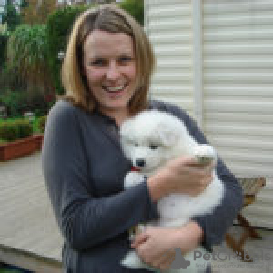 Foto №2 zu Ankündigung № 133006 zu verkaufen english springer spaniel - einkaufen Niederlande quotient 	ankündigung