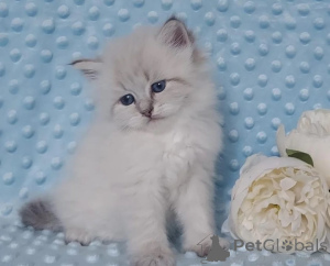 Foto №1. sibirische katze - zum Verkauf in der Stadt JAWORZNO | 350€ | Ankündigung № 178691