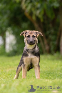 Zusätzliche Fotos: Die drei Welpen Boni, Mia und Maya suchen dringend fürsorgliche Mütter!