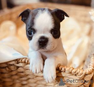 Foto №3. Boston Terrier, Welpen zu verkaufen. Schweden