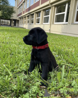 Foto №1. labrador retriever - zum Verkauf in der Stadt Santa Cruz de la Sierra | verhandelt | Ankündigung № 118927