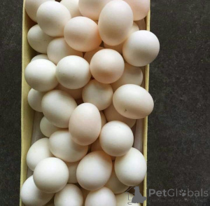 Foto №1. english springer spaniel, englischer staffordshire-terrier, english toy terrier, fila brasileiro, deutscher pinscher - zum Verkauf in der Stadt Stadt Florida | verhandelt | Ankündigung № 145248