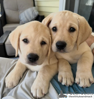 Foto №1. labrador retriever - zum Verkauf in der Stadt Genf | verhandelt | Ankündigung № 158380