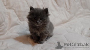 Foto №3. Kurilian Bobtail Kätzchen zu verkaufen. Russische Föderation