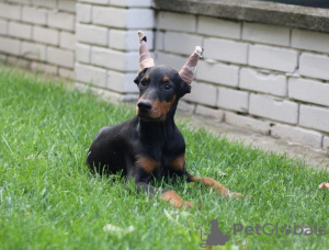 Zusätzliche Fotos: Dobermann-Welpen zu verkaufen