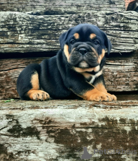 Foto №3. Englische Bulldoggenwelpen zu verkaufen. Serbien