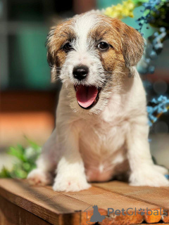 Foto №4. Ich werde verkaufen jack russell terrier in der Stadt Москва. züchter - preis - 323€