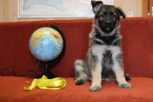 Foto №2 zu Ankündigung № 1223 zu verkaufen osteuropäischer schäferhund - einkaufen Weißrussland vom kindergarten