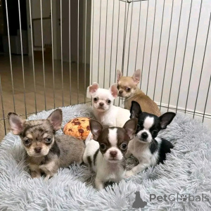 Foto №1. chihuahua - zum Verkauf in der Stadt Helsinki | 450€ | Ankündigung № 161019