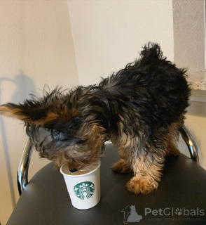 Foto №3. Yorkie Purebred Puppies kontaktieren Sie WhatsApp Business 447450021323. Finnland