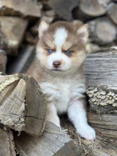 Foto №3. Entzückende Pomsky-Welpen, männlich und weiblich. Belgien
