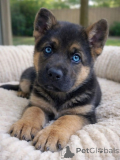 Foto №2 zu Ankündigung № 168242 zu verkaufen deutscher schäferhund - einkaufen Luxemburg quotient 	ankündigung