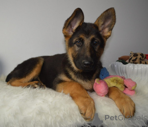 Foto №1. deutscher schäferhund - zum Verkauf in der Stadt Espoo | verhandelt | Ankündigung № 173990