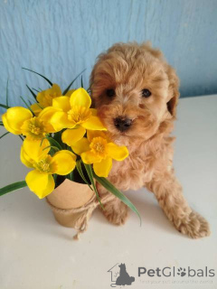 Foto №4. Ich werde verkaufen pudel (toy) in der Stadt Kragujevac.  - preis - verhandelt