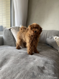 Foto №3. Toy Pudel Welpe zum Verkauf. Slowakei