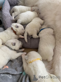 Foto №4. Ich werde verkaufen samojede (hunderasse) in der Stadt Volendam. quotient 	ankündigung - preis - verhandelt