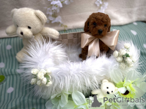 Foto №4. Ich werde verkaufen pudel (toy) in der Stadt Sremska Mitrovica. züchter - preis - verhandelt