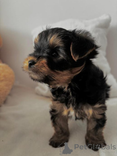 Foto №2 zu Ankündigung № 167678 zu verkaufen yorkshire terrier - einkaufen Deutschland quotient 	ankündigung, züchter