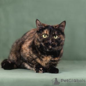 Foto №4. Ich werde verkaufen  in der Stadt Москва.  - preis - Frei