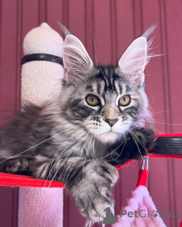 Foto №4. Ich werde verkaufen maine-coon-katze in der Stadt Mamer. quotient 	ankündigung - preis - verhandelt