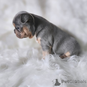 Foto №2 zu Ankündigung № 163033 zu verkaufen französische bulldogge - einkaufen Frankreich quotient 	ankündigung, aus dem tierheim