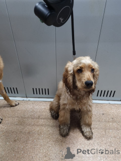 Foto №1.  - zum Verkauf in der Stadt Londoner Bezirk von Camden | Frei | Ankündigung № 157083