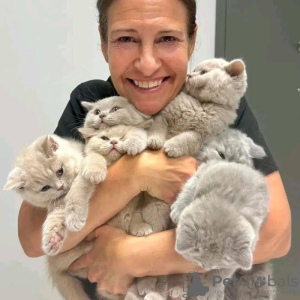 Foto №1. britisch kurzhaar - zum Verkauf in der Stadt Rom | Frei | Ankündigung № 133601