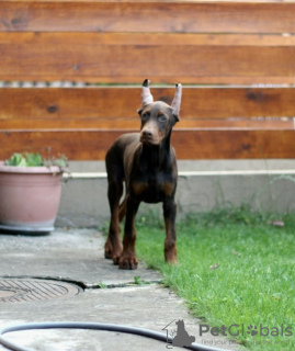 Foto №1. dobermann - zum Verkauf in der Stadt Belgrad | verhandelt | Ankündigung № 54824